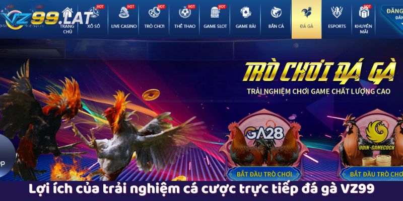 Lợi ích của trải nghiệm cá cược trực tiếp đá gà VZ99